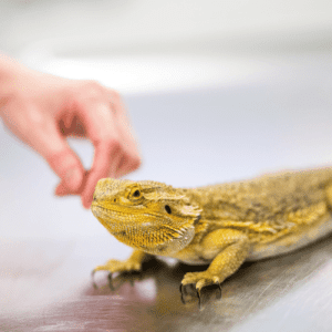 pet sitting can include reptiles